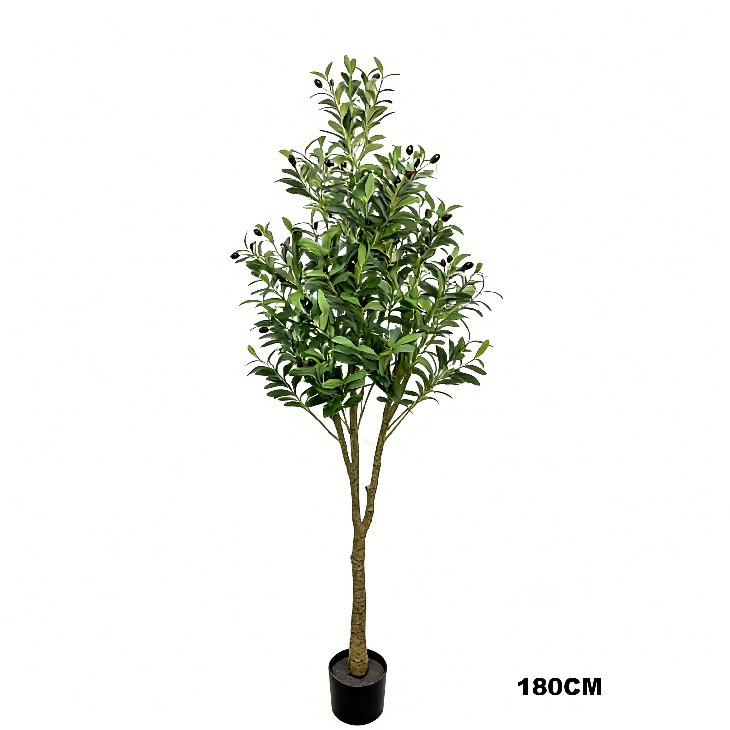 Olive Tree H3